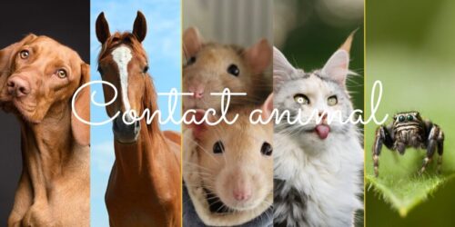 contact animal